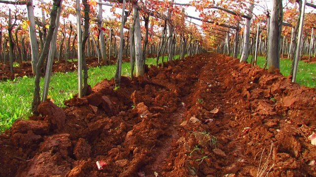 Trellis In Carst Region With Terra Rosa Soil - Tilt Up