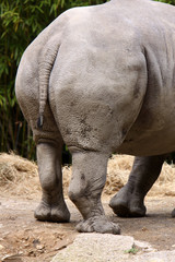 Fototapeta premium Breitmaulnashorn