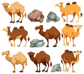 Camel in different poses
