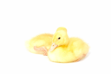 Ducklings isolated on white