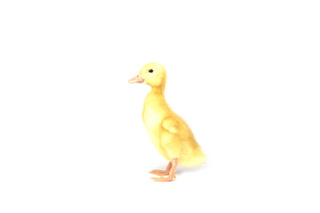 Ducklings isolated on white