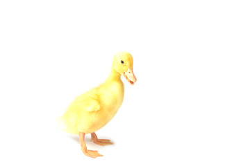 Ducklings isolated on white