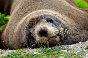 Fototapeta premium Lazy fur seal on the beach at Kaikura, Southern Islands, New Zealand