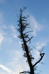 Toter Baum vor blauem Himmel