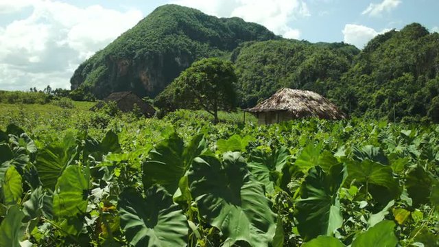 Farmer's hut in the field of plants in Vinales valley Cuba