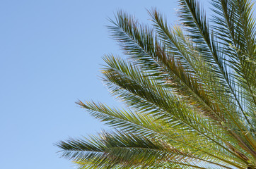 Fototapeta na wymiar close-up of beautiful palm tree branches and leaves shining in the sun with a clear blue sky for a background