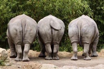 Crédence de cuisine en verre imprimé Rhinocéros Trois rhinocéros par derrière