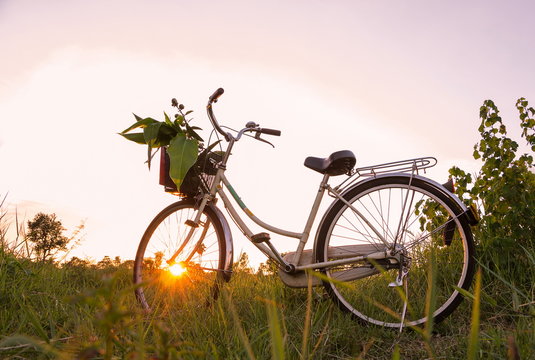 Flower on front of Bicycle at sunset beautiful landscape