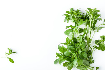 Green basil on the white background horizontal