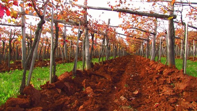 Trellis in Carst region with terra rosa soil - tilt up