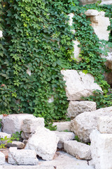 Obraz premium Climbing plants on the rocks