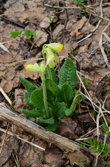 Первые цветы