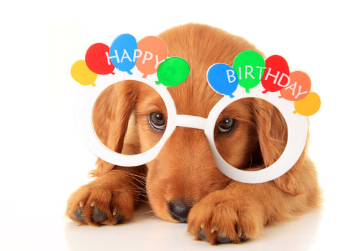 Happy Birthday Puppy Images – Browse 18,849 Stock Photos, Vectors, and  Video | Adobe Stock