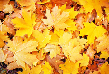 Naklejka na ściany i meble Background from autumn leaves. Fallen leaves background.