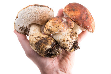 Mano con funghi porcini appena colti isolati su  sfondo bianco