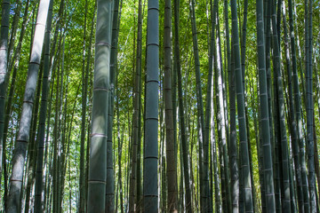 Green bamboo forest