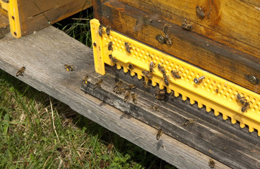 Bienenstock, Honigkasten