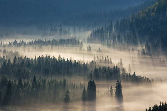 spruce trees down the hill  to coniferous forest in fog at sunrise