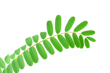 Tamarind leaf isolated on white