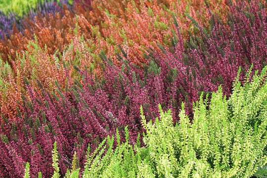 calluna vert 