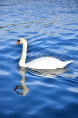 White swan floats in water