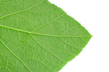 Naklejka na ściany i meble Texture background of backlight fresh green Leaf.
