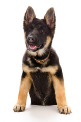 Portrait of a German shepherd puppy