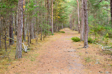 Path in forest