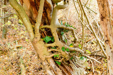 Ivy on dead tree