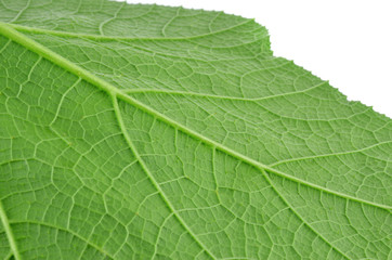 Texture background of backlight fresh green Leaf.