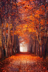 Forêt brumeuse d& 39 automne