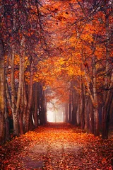 Washable wall murals Rood violet Autumn misty forest