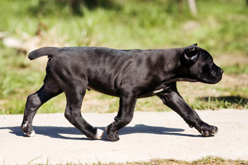 Cane Corso puppy running in the sun