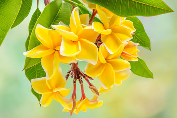 bouquet de plumeria, frangipanier, fleurs exotiques