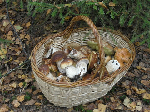 Белые грибы.