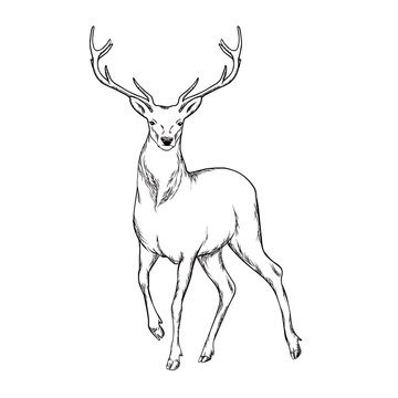 Hornet deer. Linear doodle