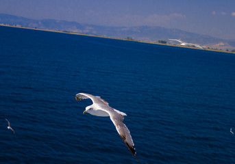 Feeding the seagulls from the ferry, Greece