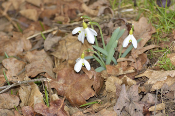 Snowdrops (Galanthus nivalis) in a floodplain forest