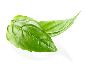 Fresh organic basil leaves isolated on white background