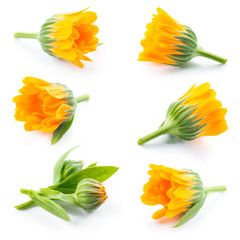 Calendula. Marigold flowers and buds isolated on white. Collecti