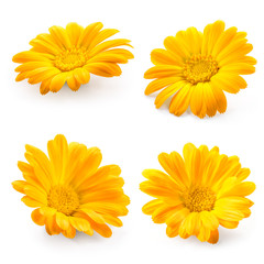 Calendula. Marigold flower isolated on white. Collection. - obrazy, fototapety, plakaty
