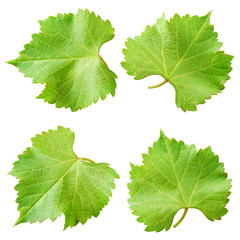 Grape leaves isolated on white. Collection