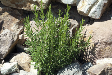 Rosmarin; Rosmarinus Officinalis