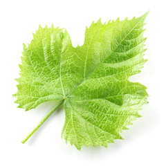 Grape leaf isolated on white.