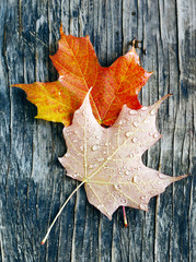 Autumn maple leaves on wooden background