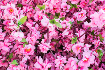 pink sakura flower