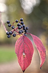 Holunderbeeren mit Holunderblatt