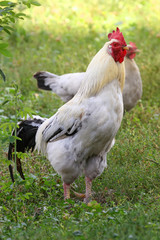 петух на зеленой траве