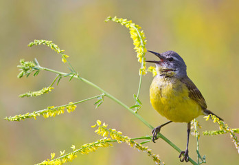 желтая трясогузка поет на доннике