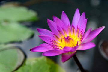 Lotus flower close up